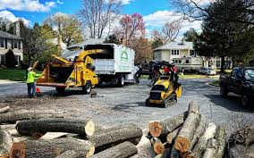 Trusted Westwood, KY Tree Care Experts