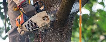 Best Tree Fertilization  in Westwood, KY